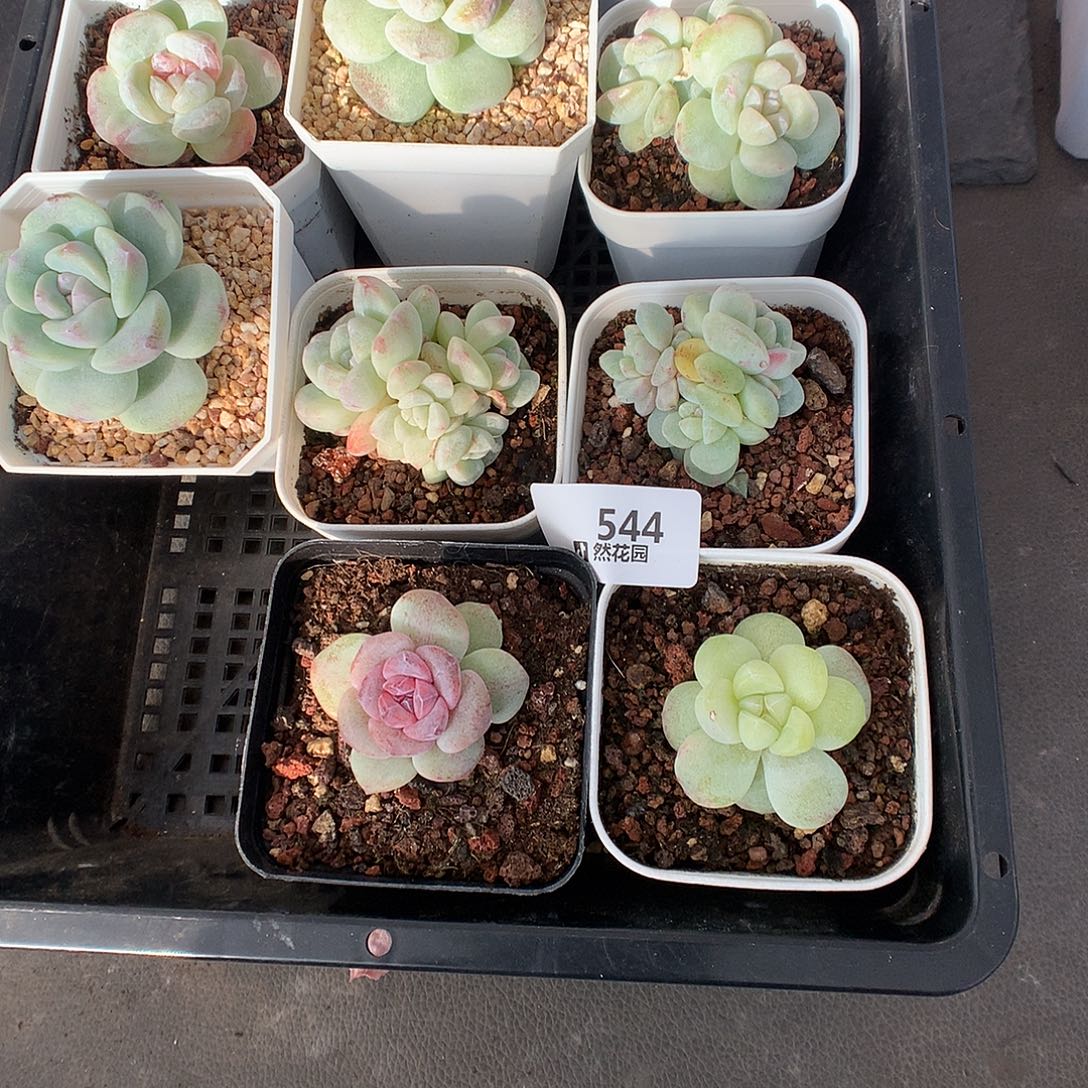 伍***C544冰玉石化4颗多肉植物