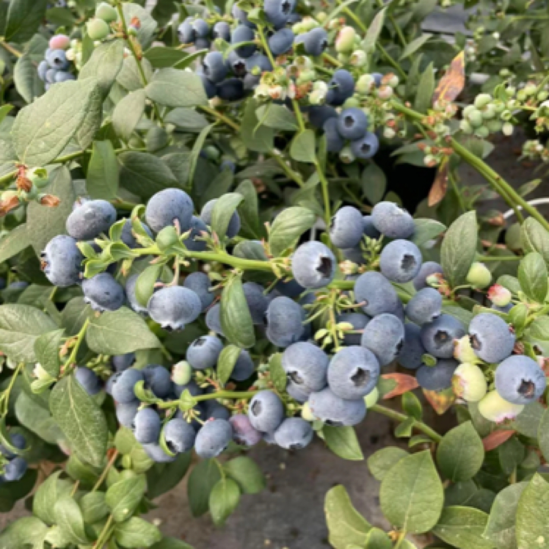 大果蓝莓树苗【带花带果】少量掉果 南方北方 阳台庭院