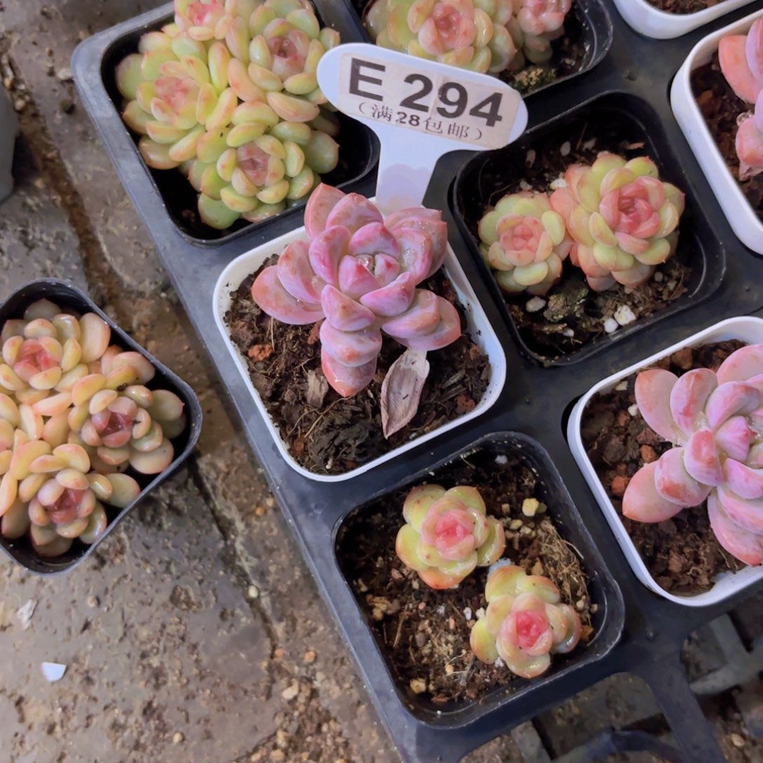E294知否一物一拍