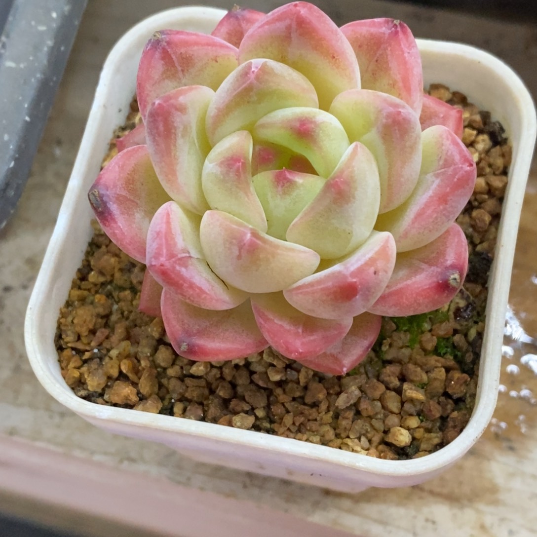 精品多肉一物一拍不包整335