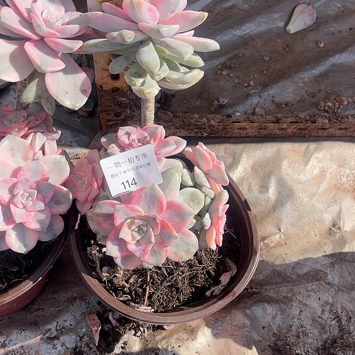 旻***子紫乐锦粉锦，一物一拍