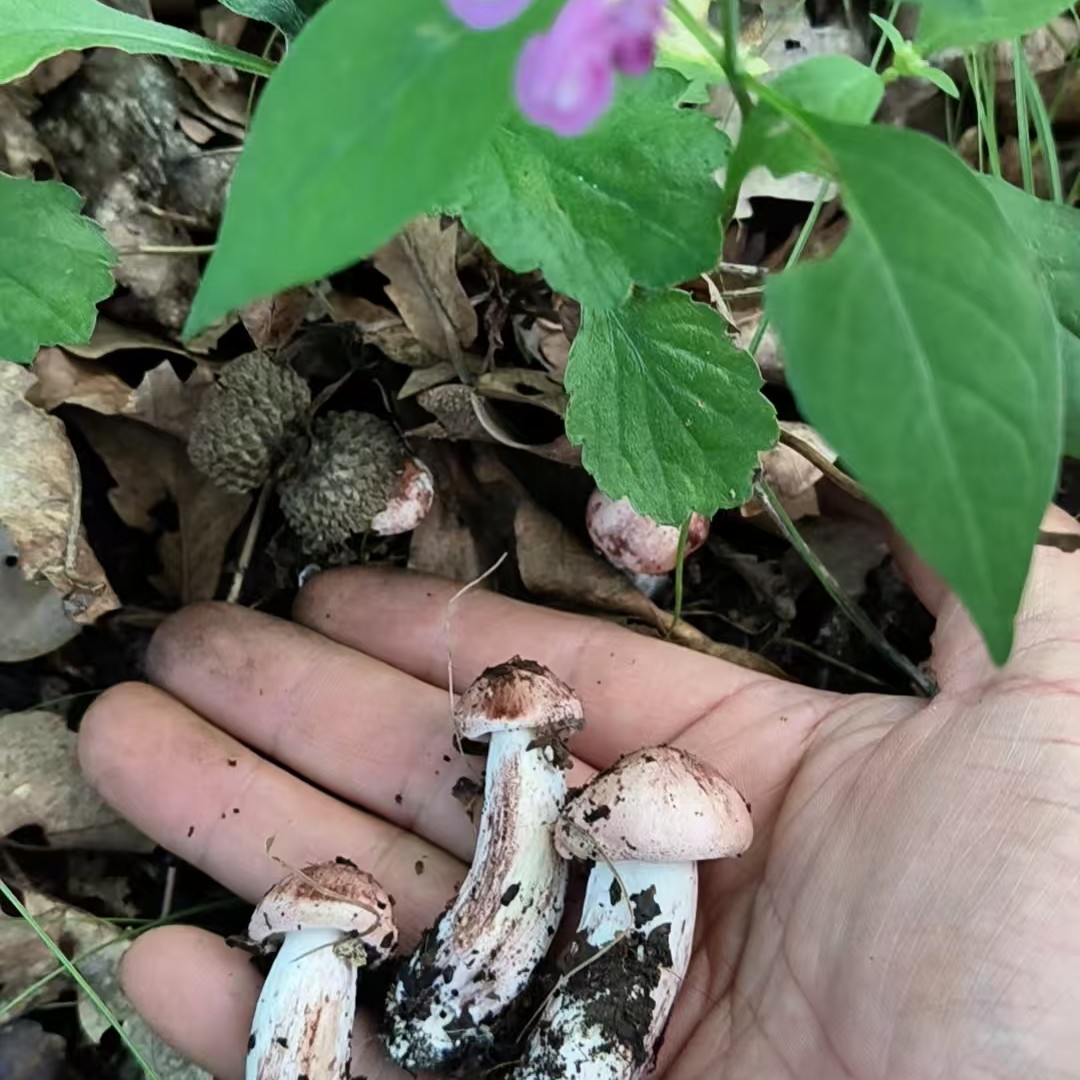 大东北 蘑菇 混搭 自己备注