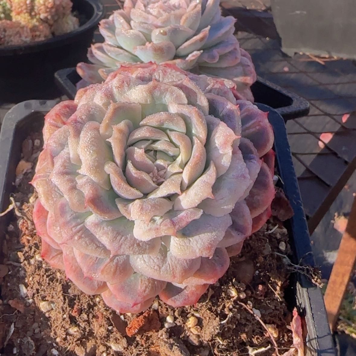 【闪购商品】泡泡纱裙19.9