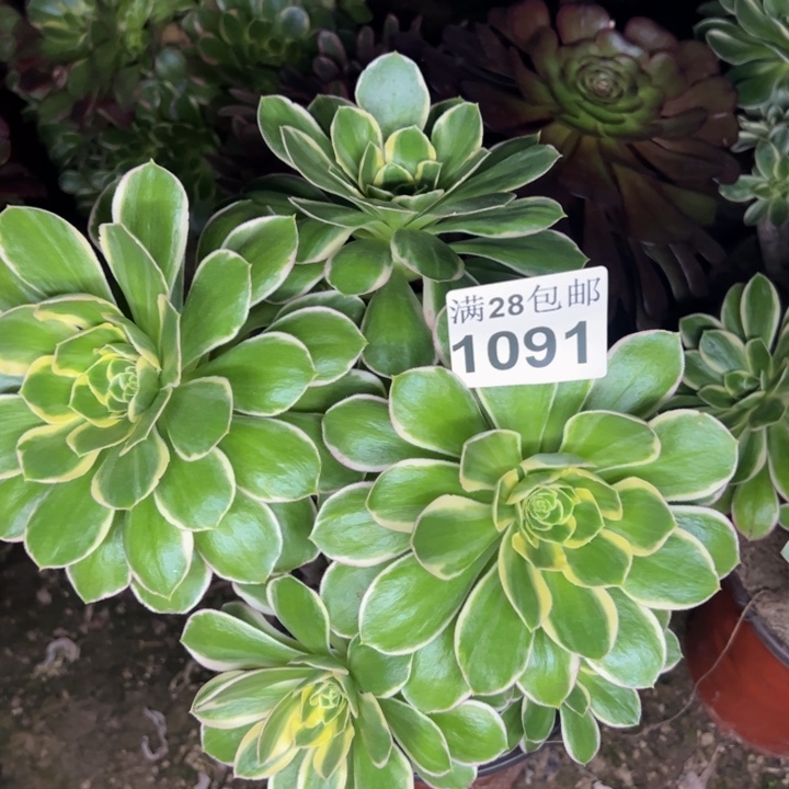 1091玫瑰法师多肉植物