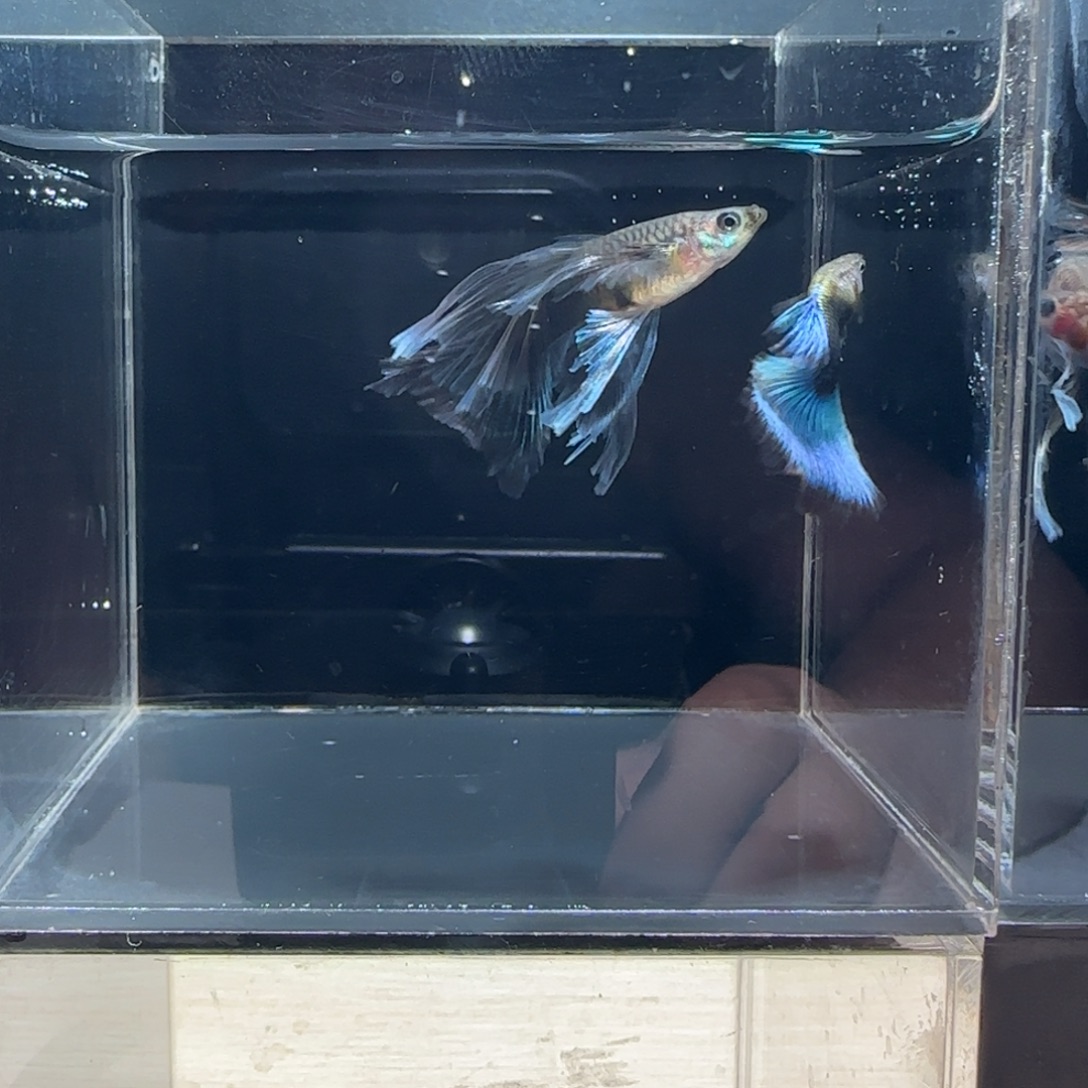 海水鱼微瑕蓝礼服绒球1对