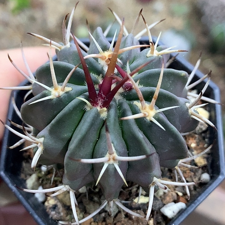 孤品实生优选粗刺龙剑丸5cm