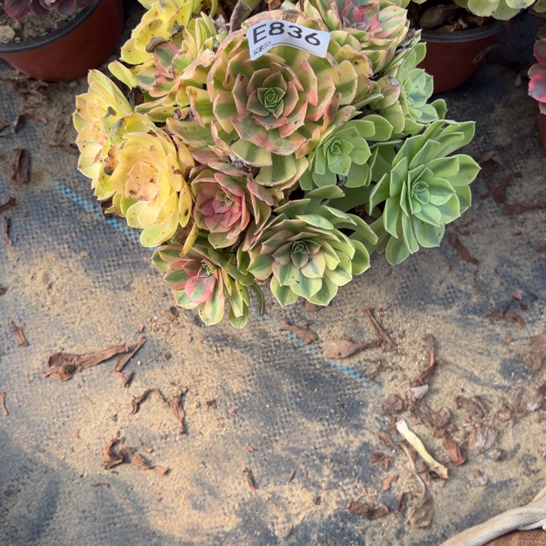 思***A836雨荷多肉植物法师多肉