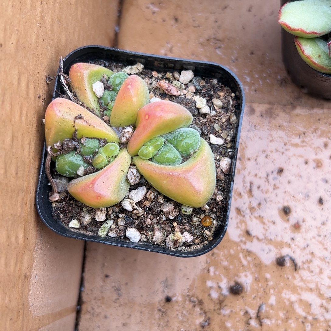 多肉植物无比玉开花