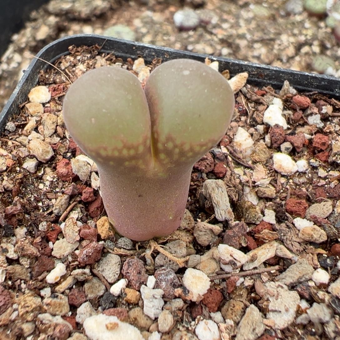 7-39肉锥多肉植物，