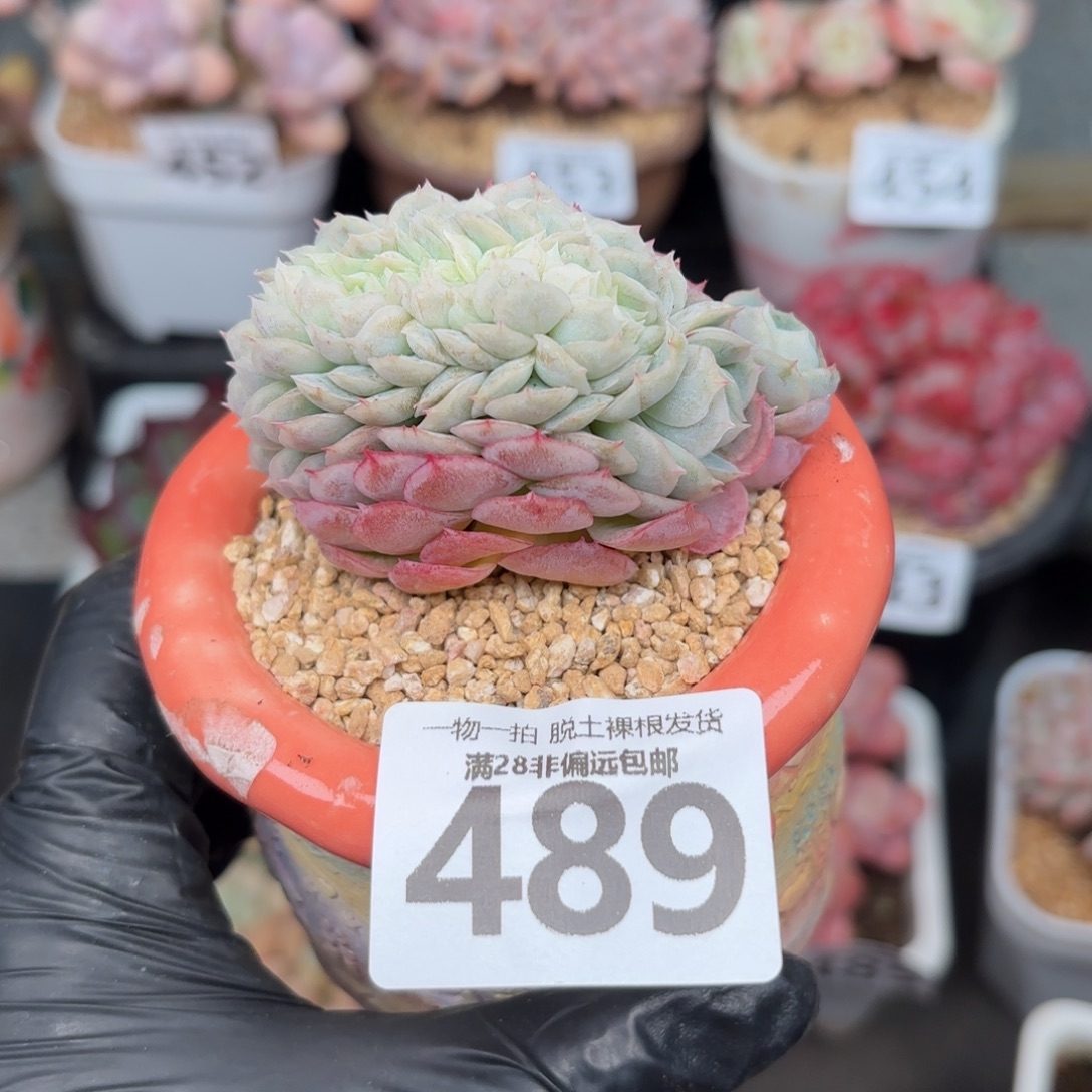 小贝瑞缀化无盆土发货