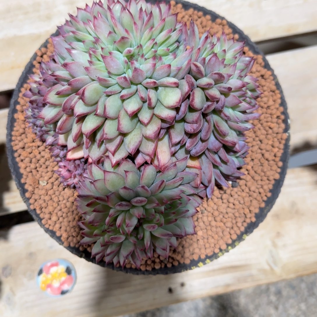 和***玉红拉糖多肉植物链接