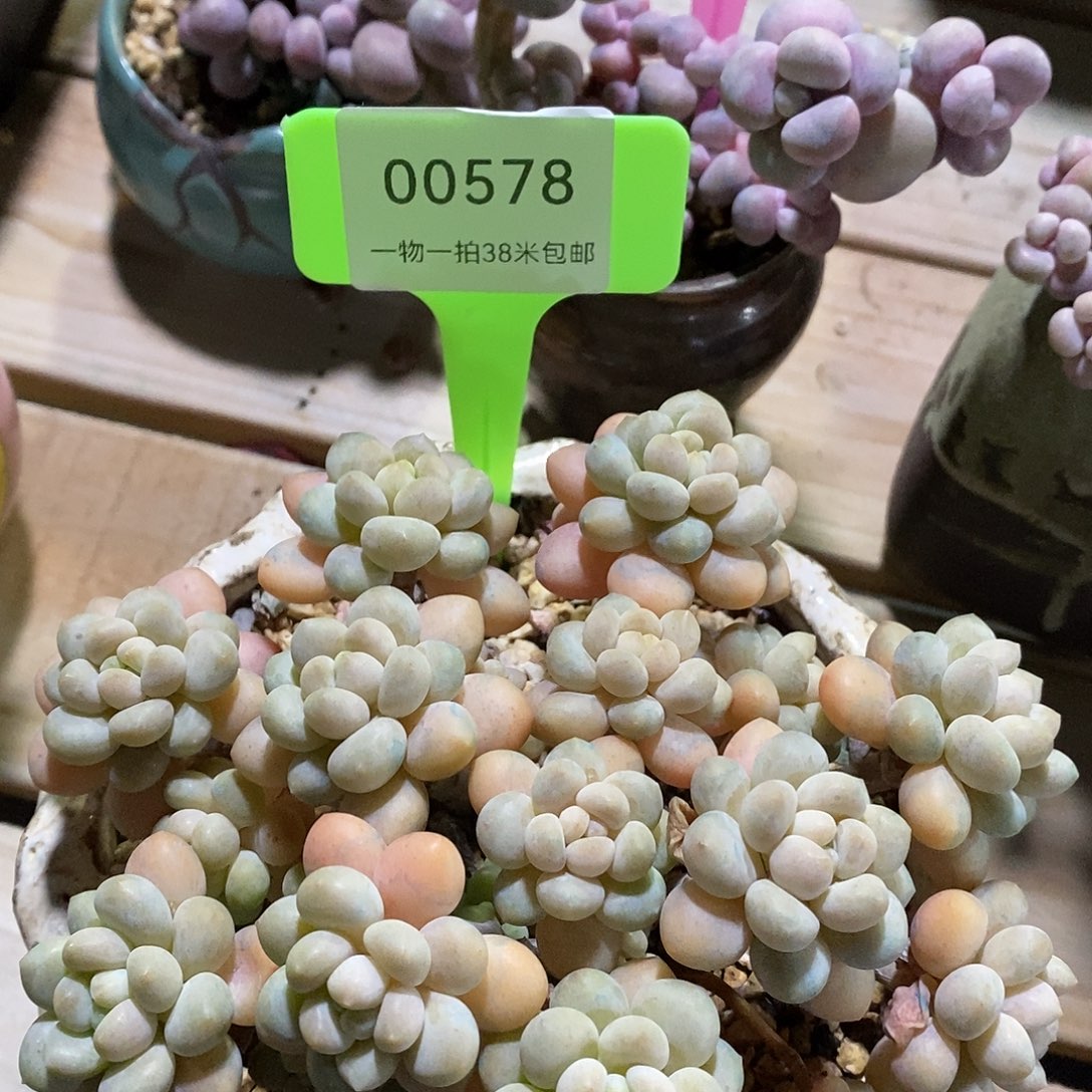 00578凑过来咯璐璐了