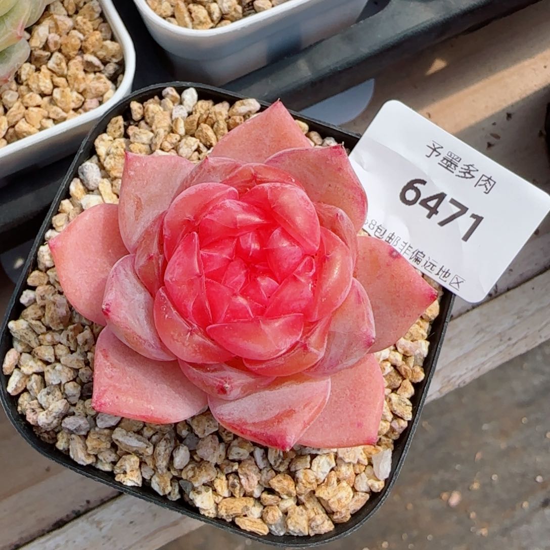 孤品，6471多肉植物