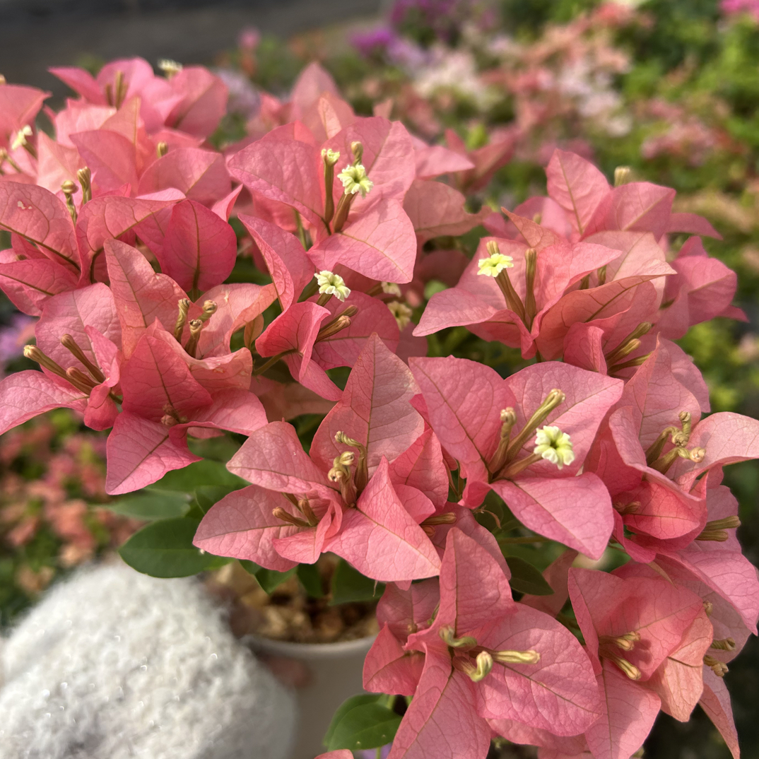 三角梅原生盆苗，清棚处理，一律不售后，介意勿拍