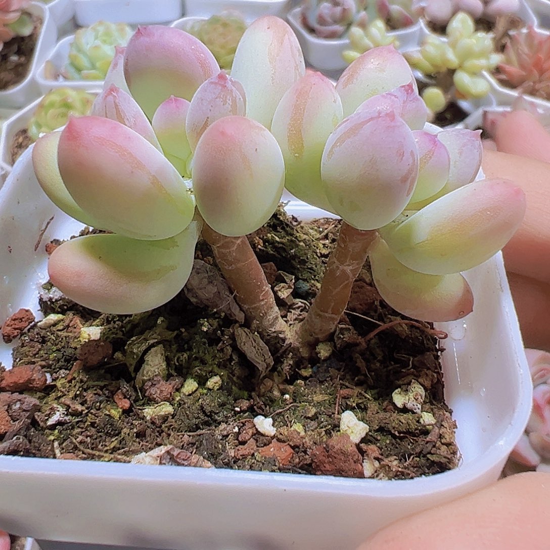 双头苹果奶19包邮