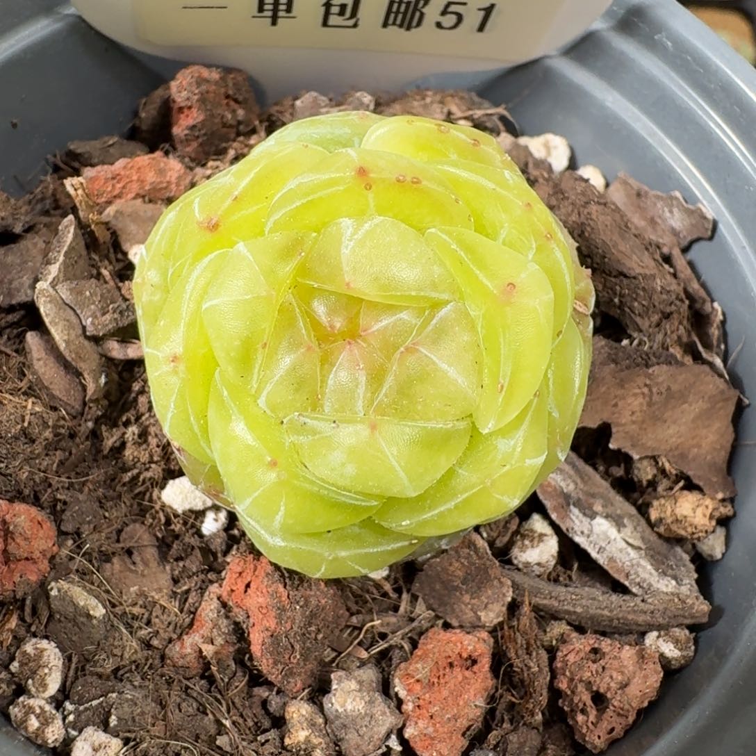 0320-51-素素母本