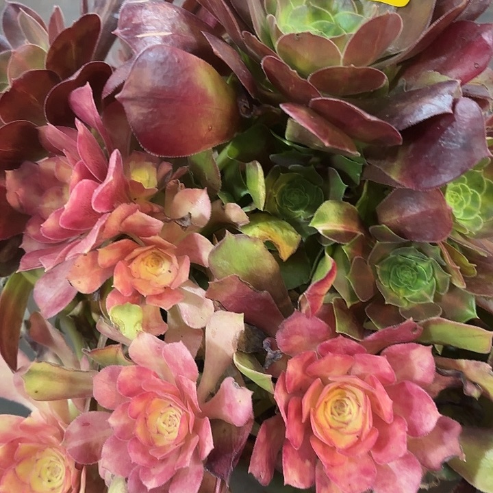 多肉植物福利来904