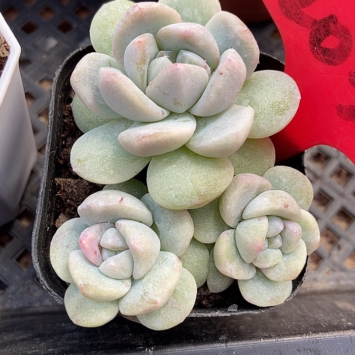 多肉植物冰玉石化2030