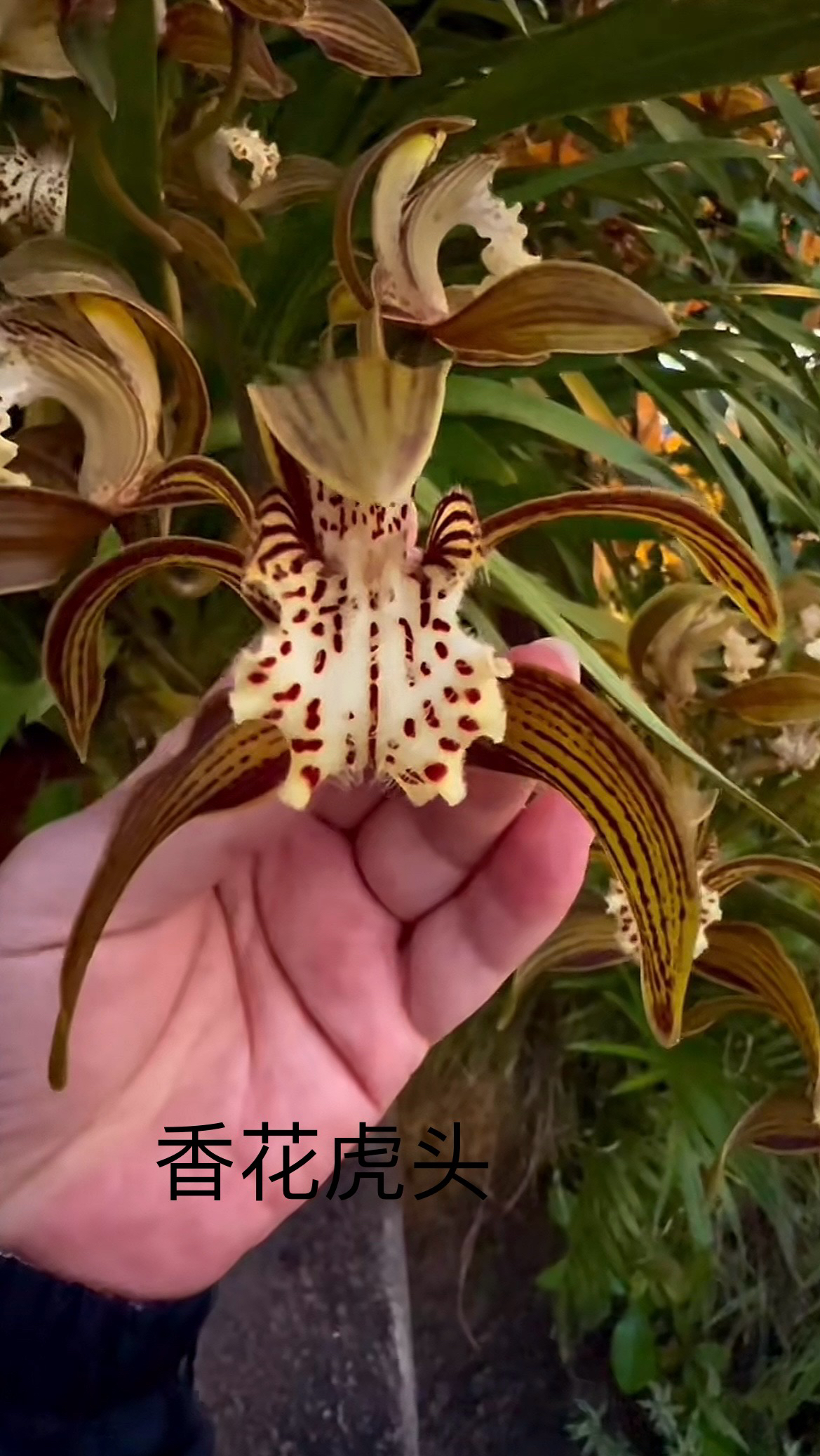 云南高山虎头兰浓香易养活原生种兰花（一物一拍）