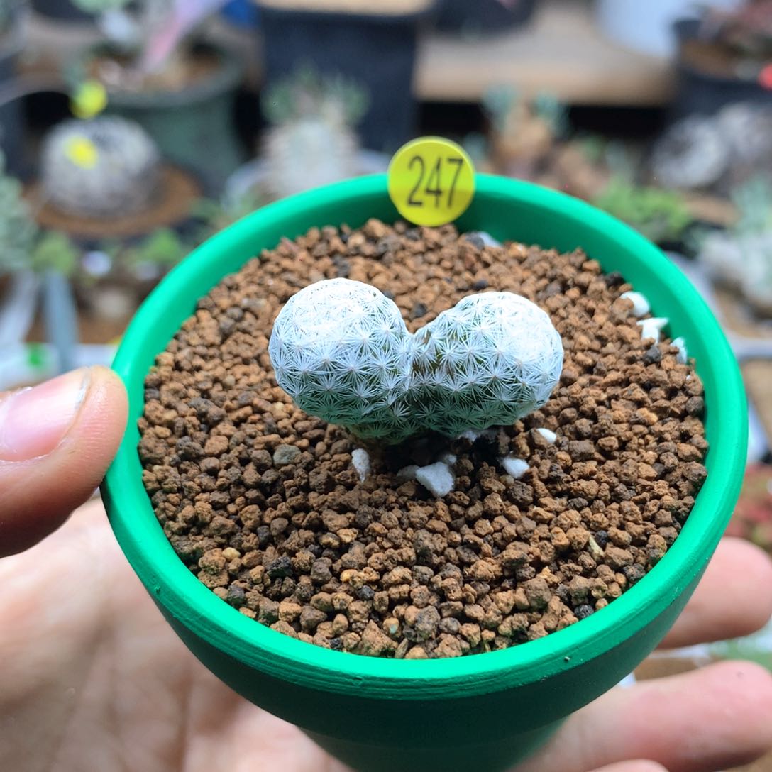 实生双头百鸟带盆