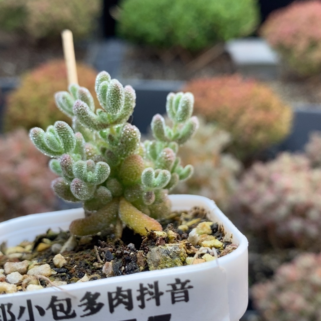 优选冰晶6855枝干番杏