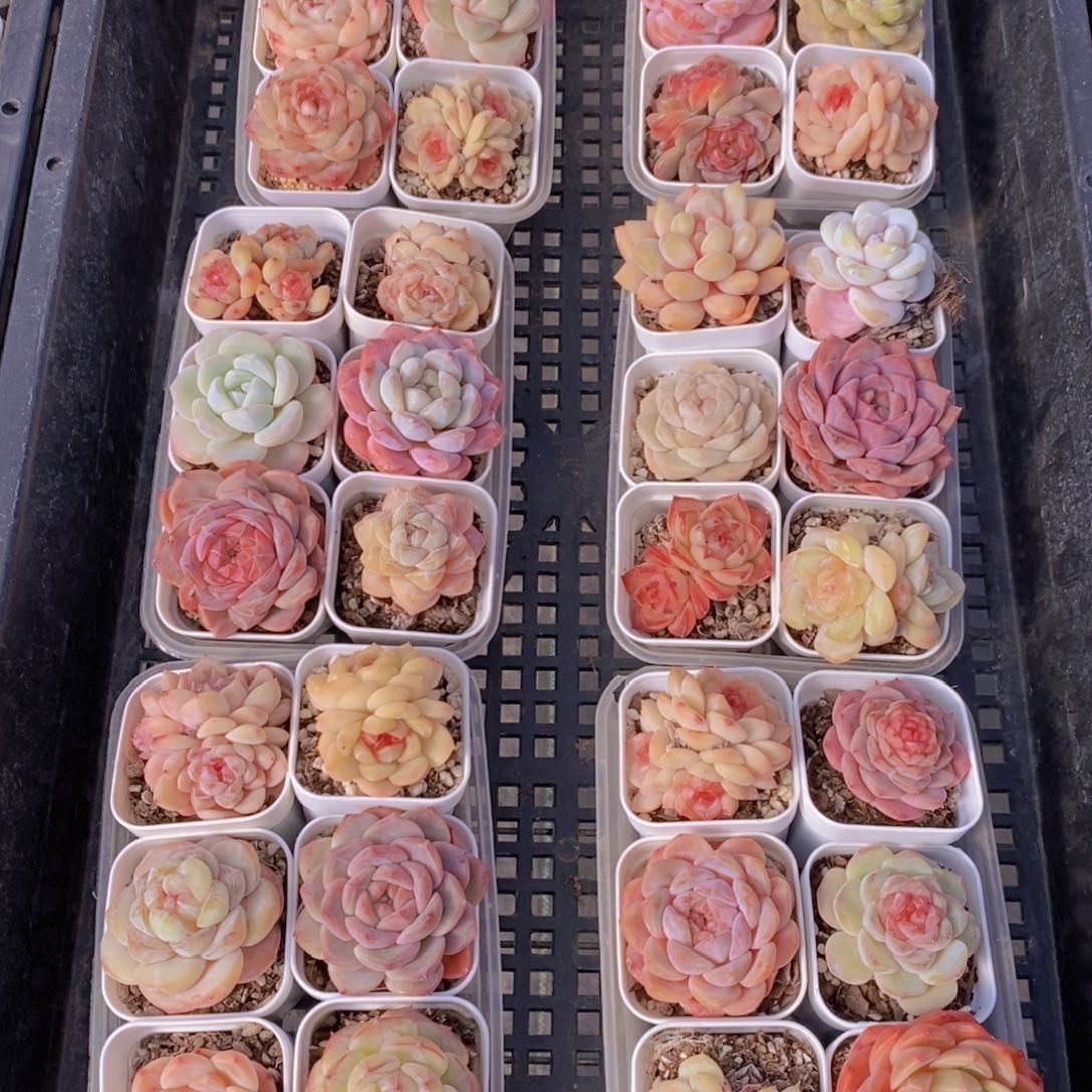 28-27-孤品盒子多肉组合六个