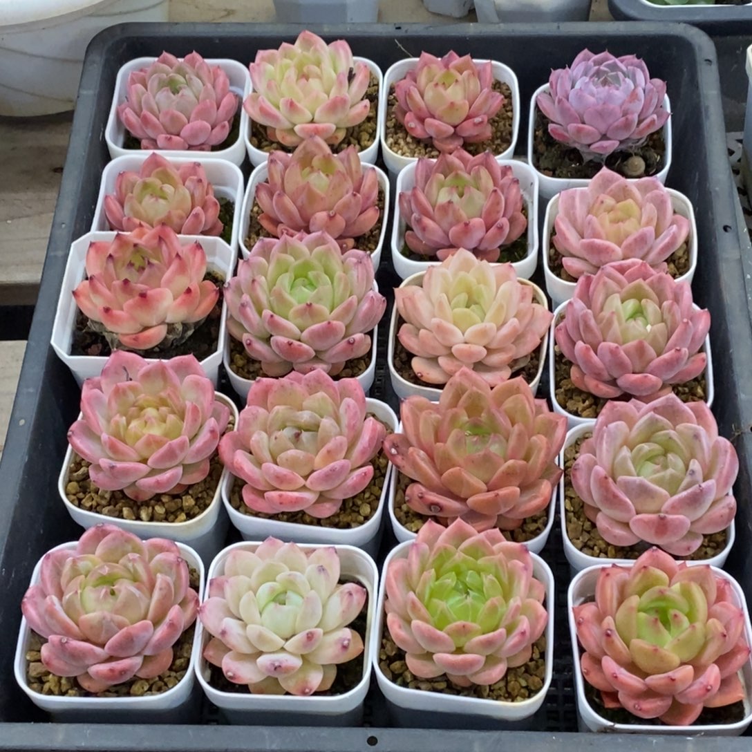 精品多肉一物拍不包整346