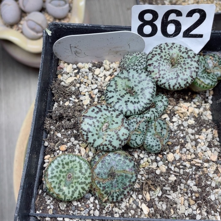 862泡泡点安贞带盆