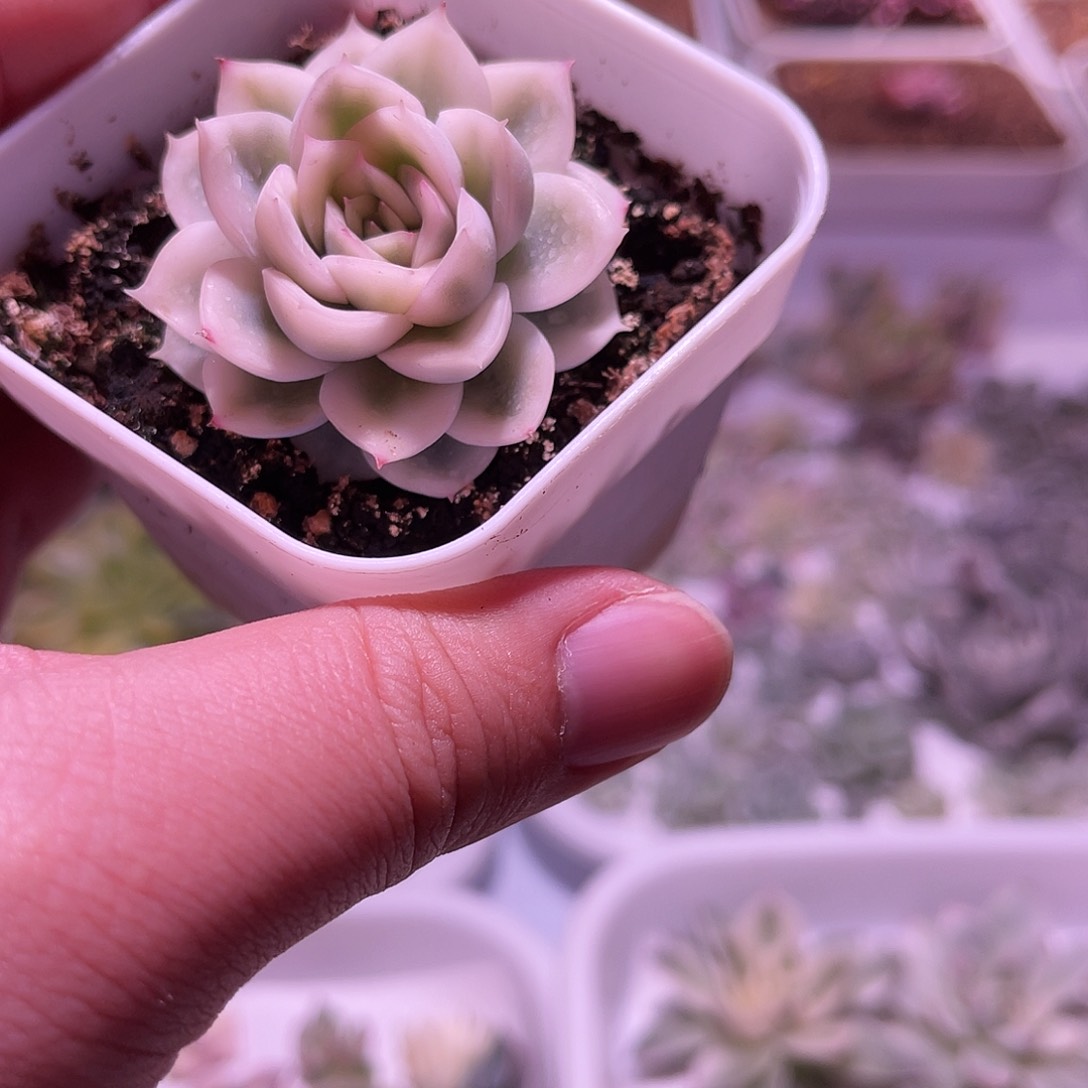 乌月锦植物一物一拍