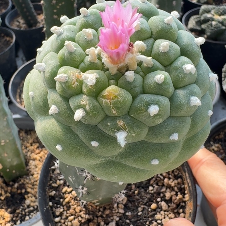 特价小优佛头苗接仙人球