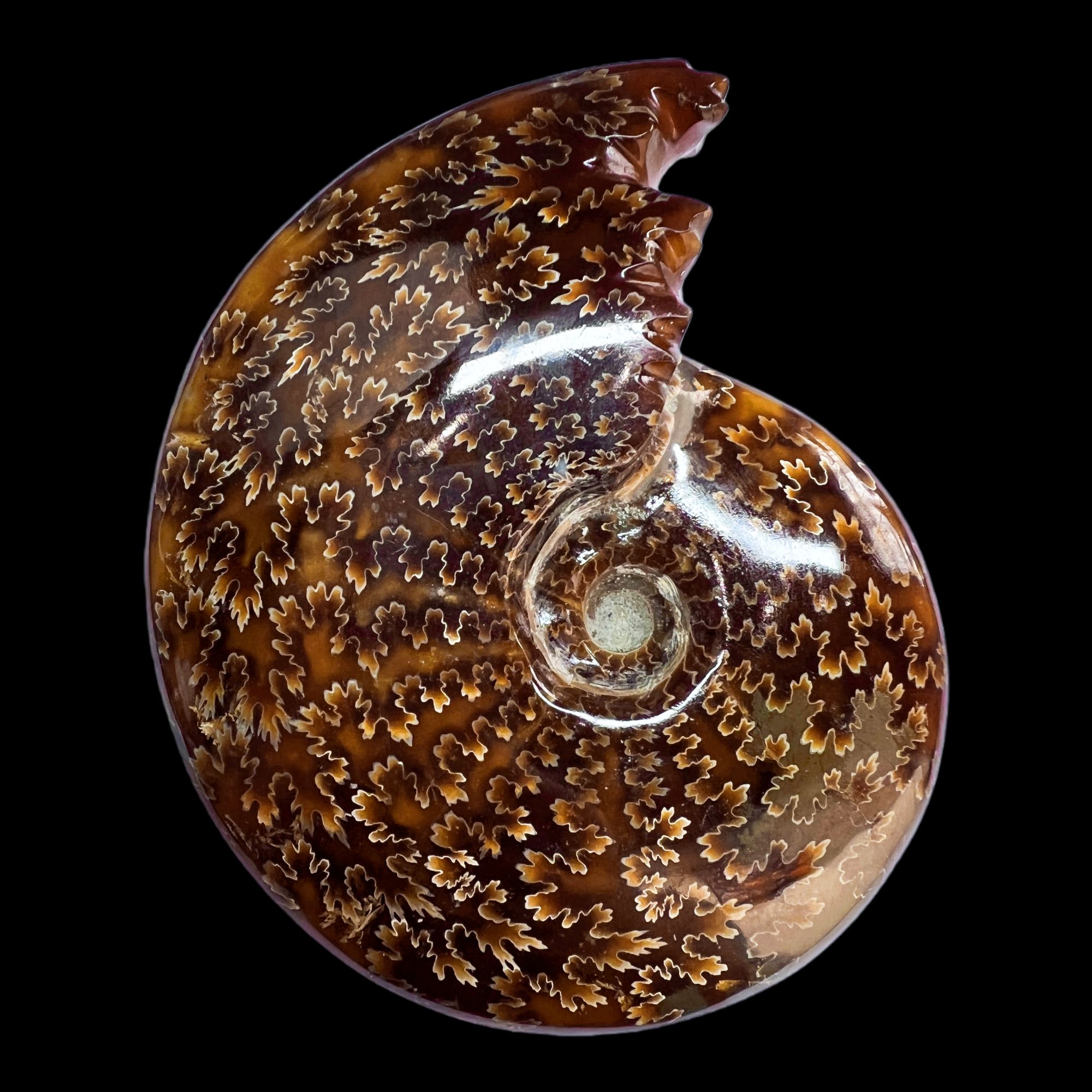 【 叶菊石(摆件)】122.7mm含支架 玉化马达加斯加 N-41 创意饰品 D5