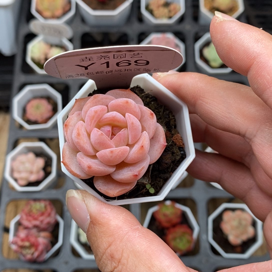 0169！不知名 3.5cm