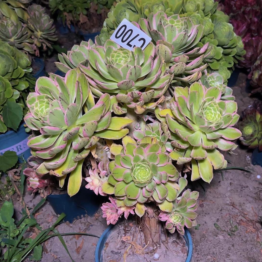 大叶法师13/—10包邮