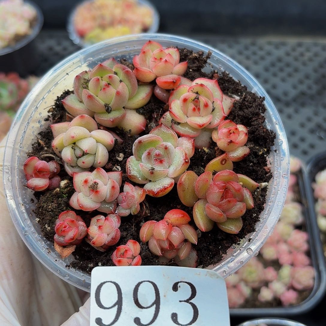 多肉植物多肉植物993