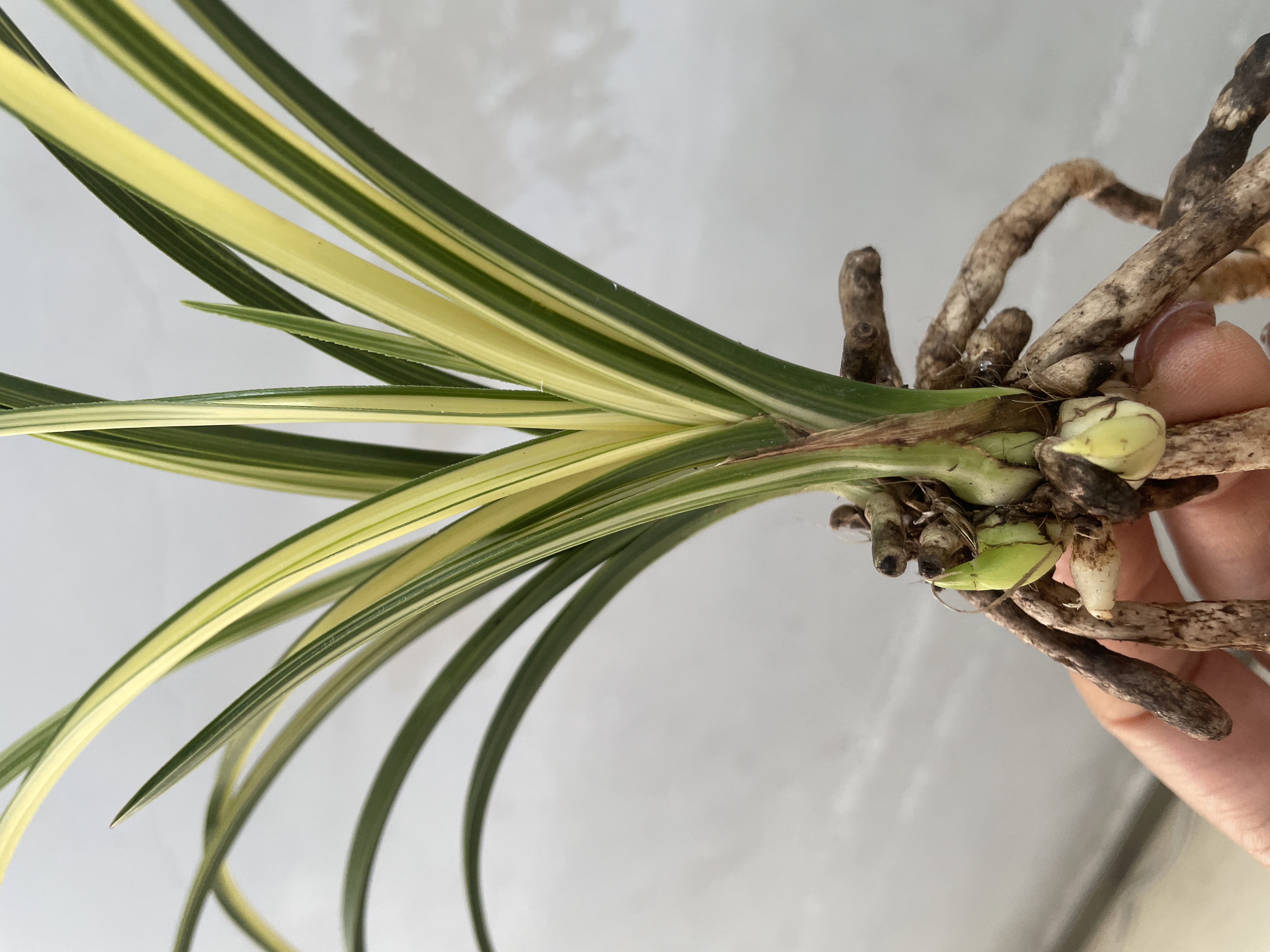 鲜花绿植盆景花卉阳台种植