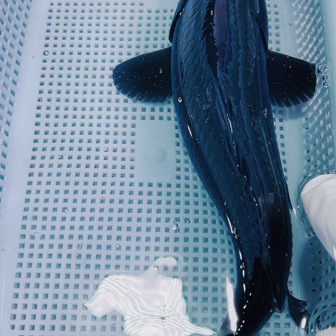 锦鲤锦鲤冷水观赏鱼