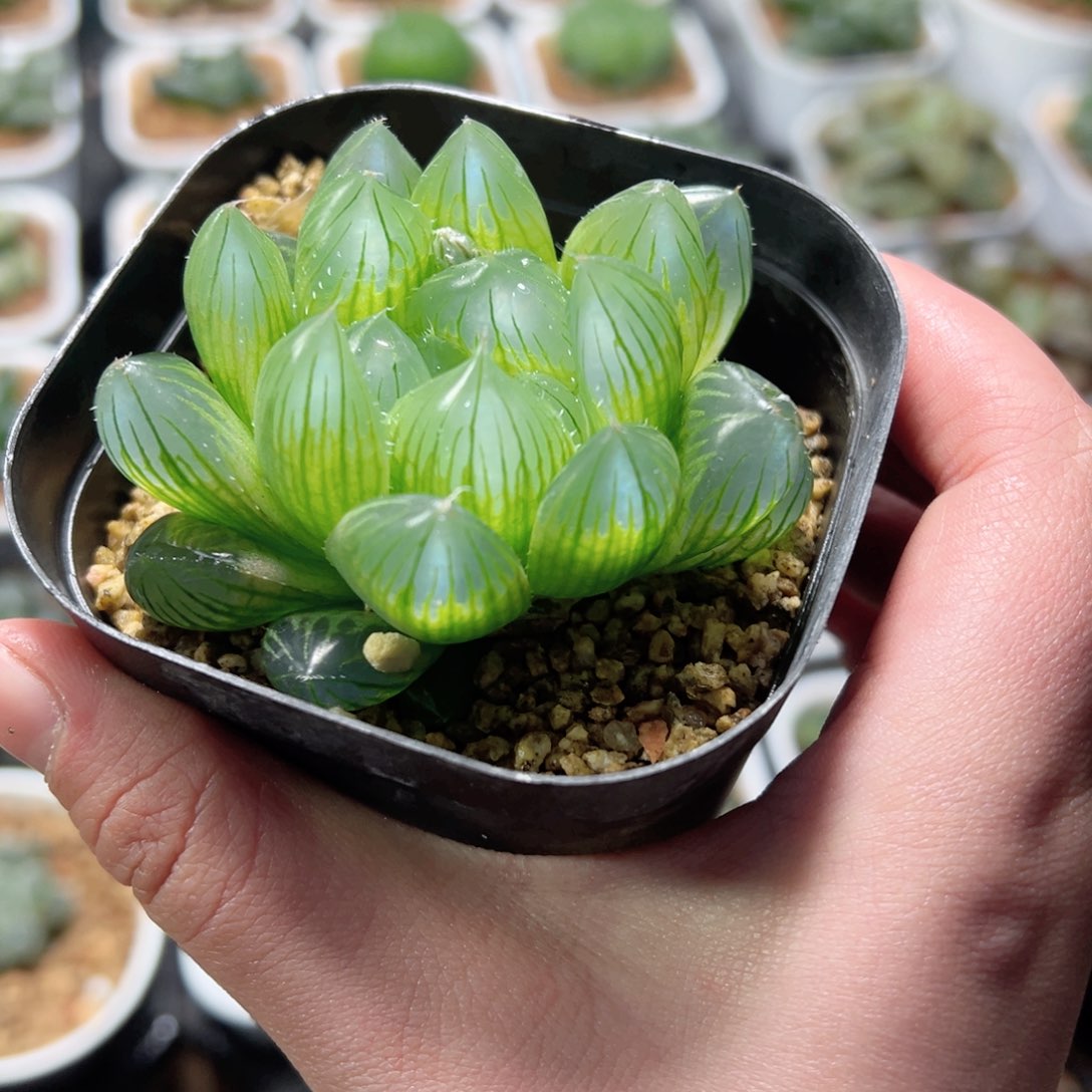 大窗透蓝y4玉露多肉植物