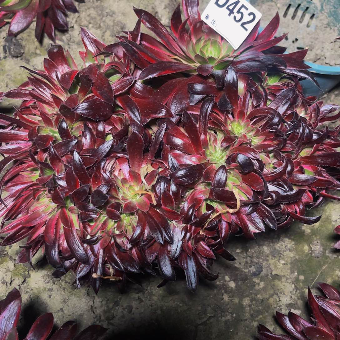 孔雀锦28-45包邮法师