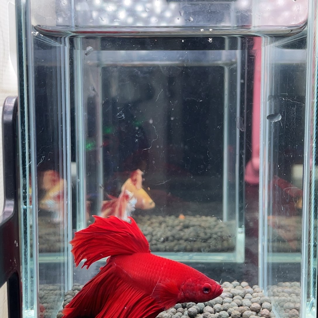 斗鱼90号910早巨斗大红袍