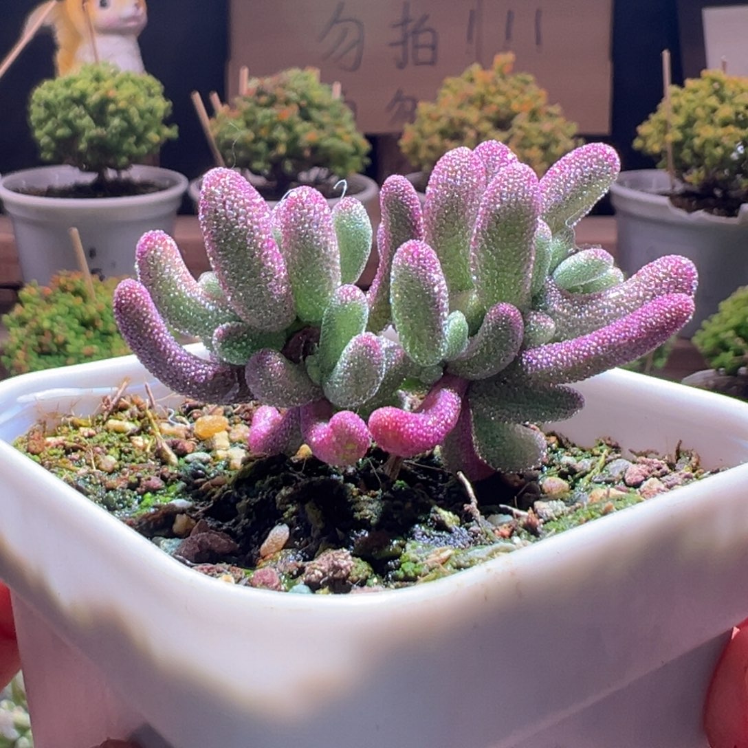 695紫闪光一物一拍包开箱