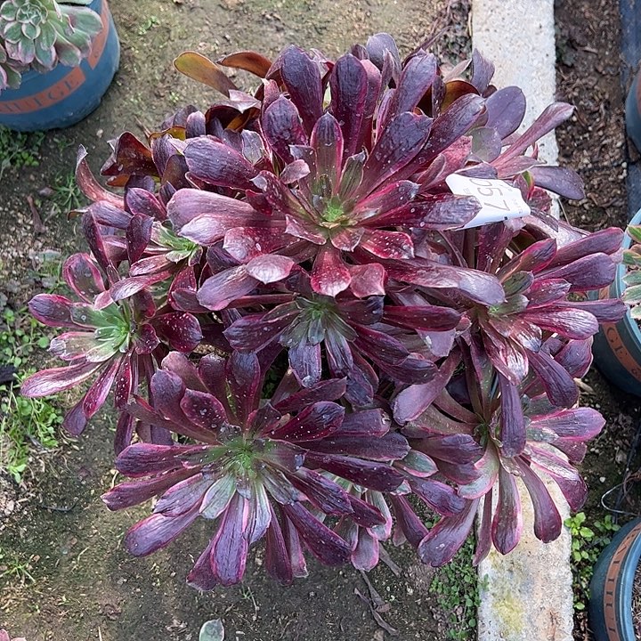 0571欧紫多肉植物