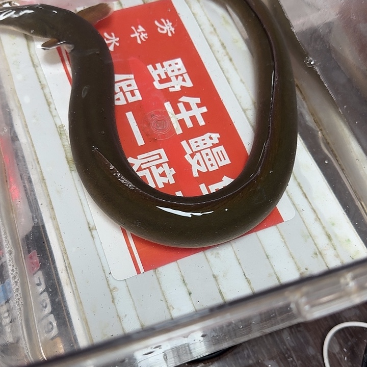 野生鳗鱼包活到家