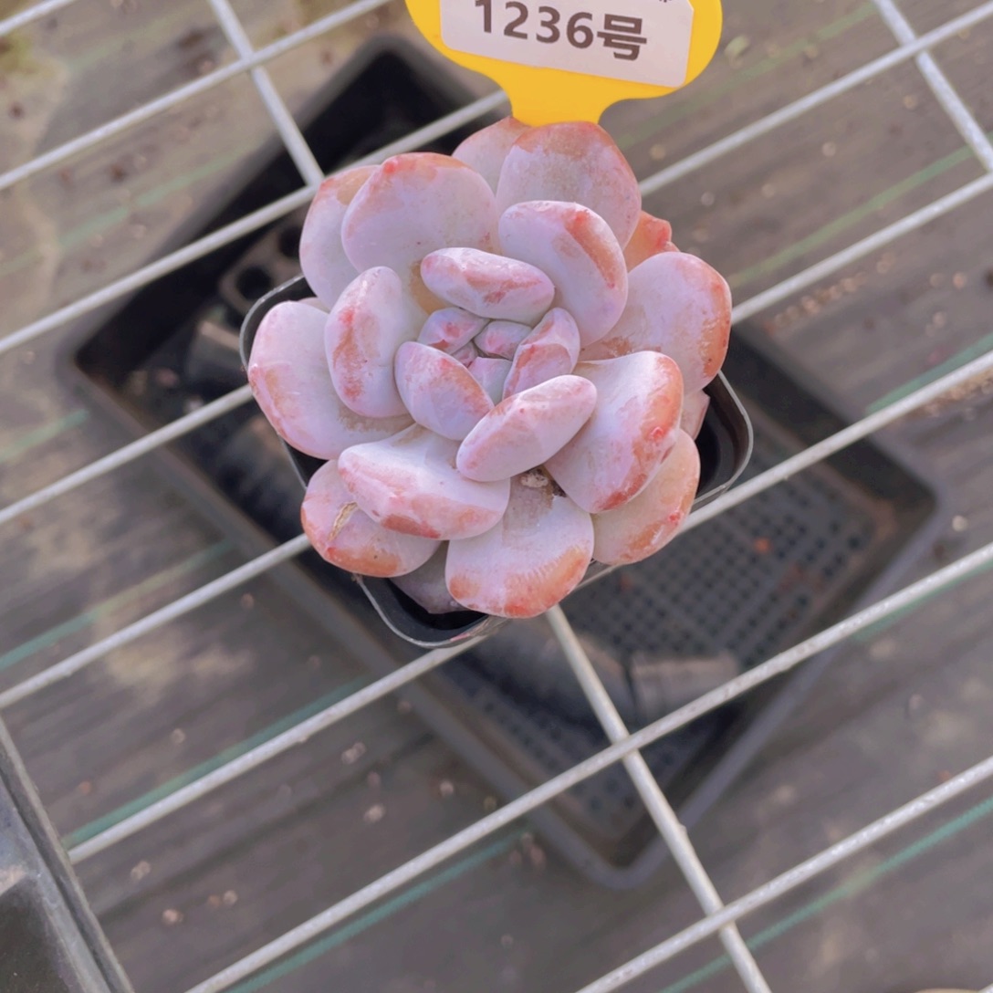 1236号 石榴籽星影石化大单头