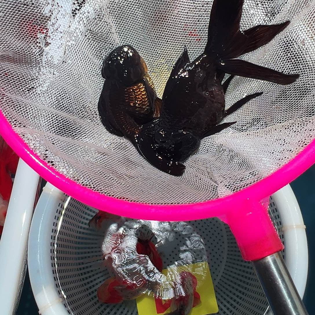 李***李海水鱼73ddddddddddd