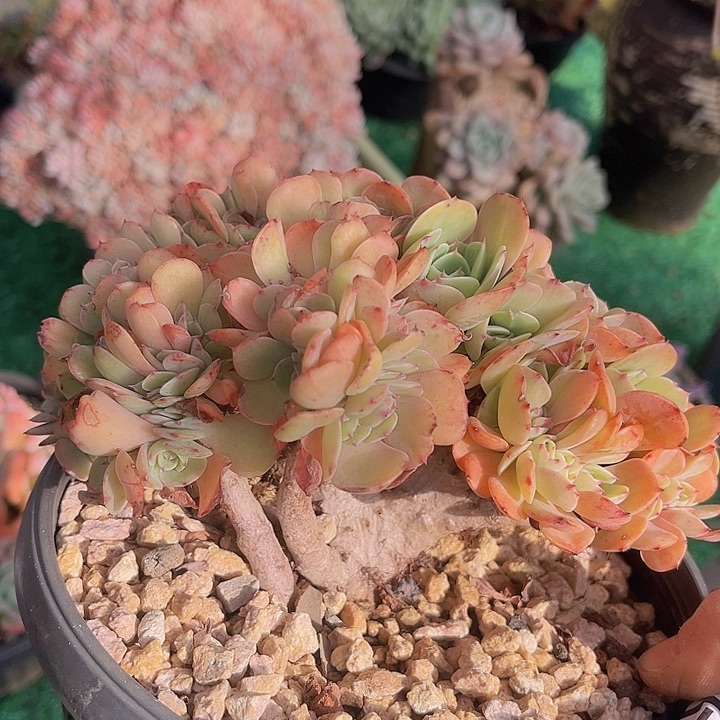 埃斯梅拉达缀0651多肉植物