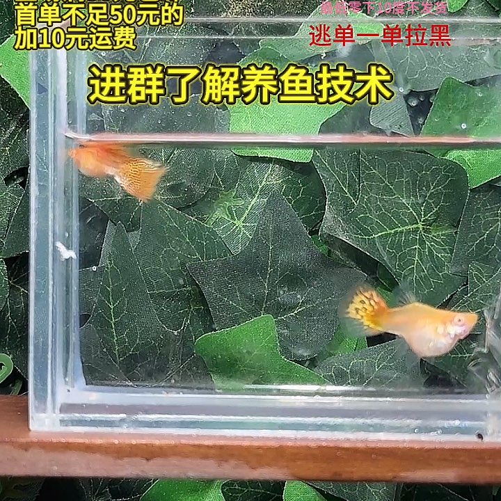 孔雀鱼琉璃玻璃猫一对
