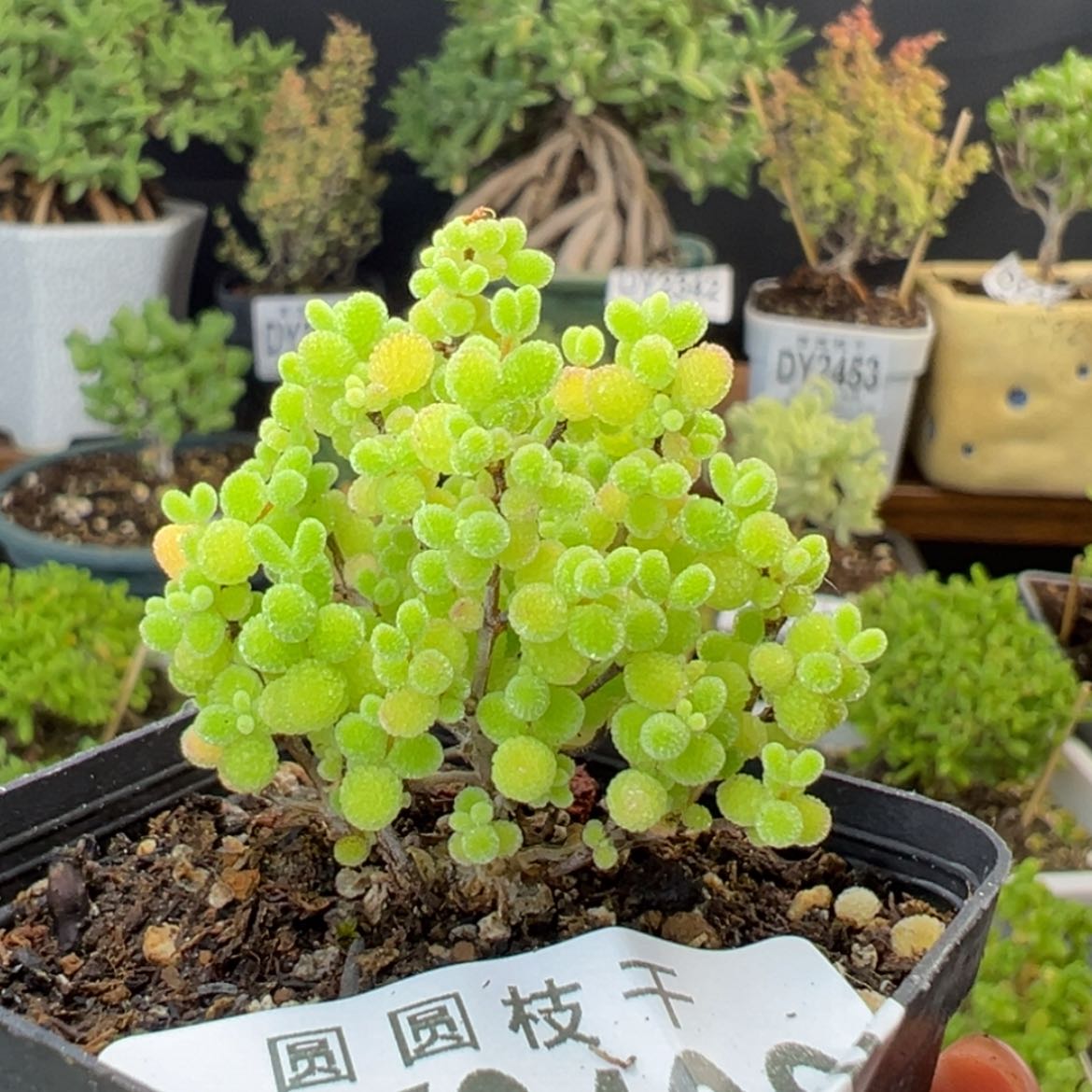 【闪购商品】宋*柒dy2466精控蜜橘糖球