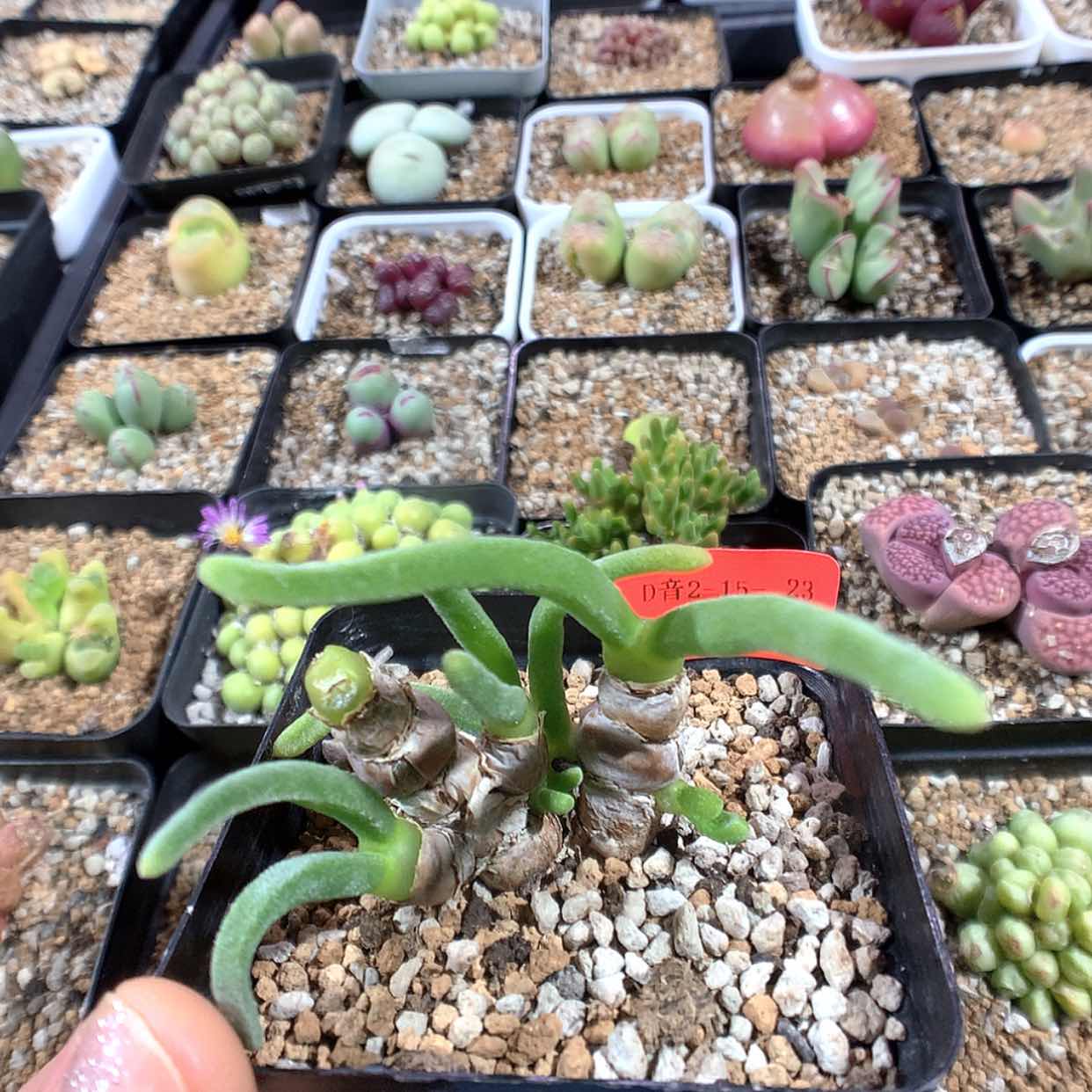 【闪购商品】2-15-23 母本碧光环 33