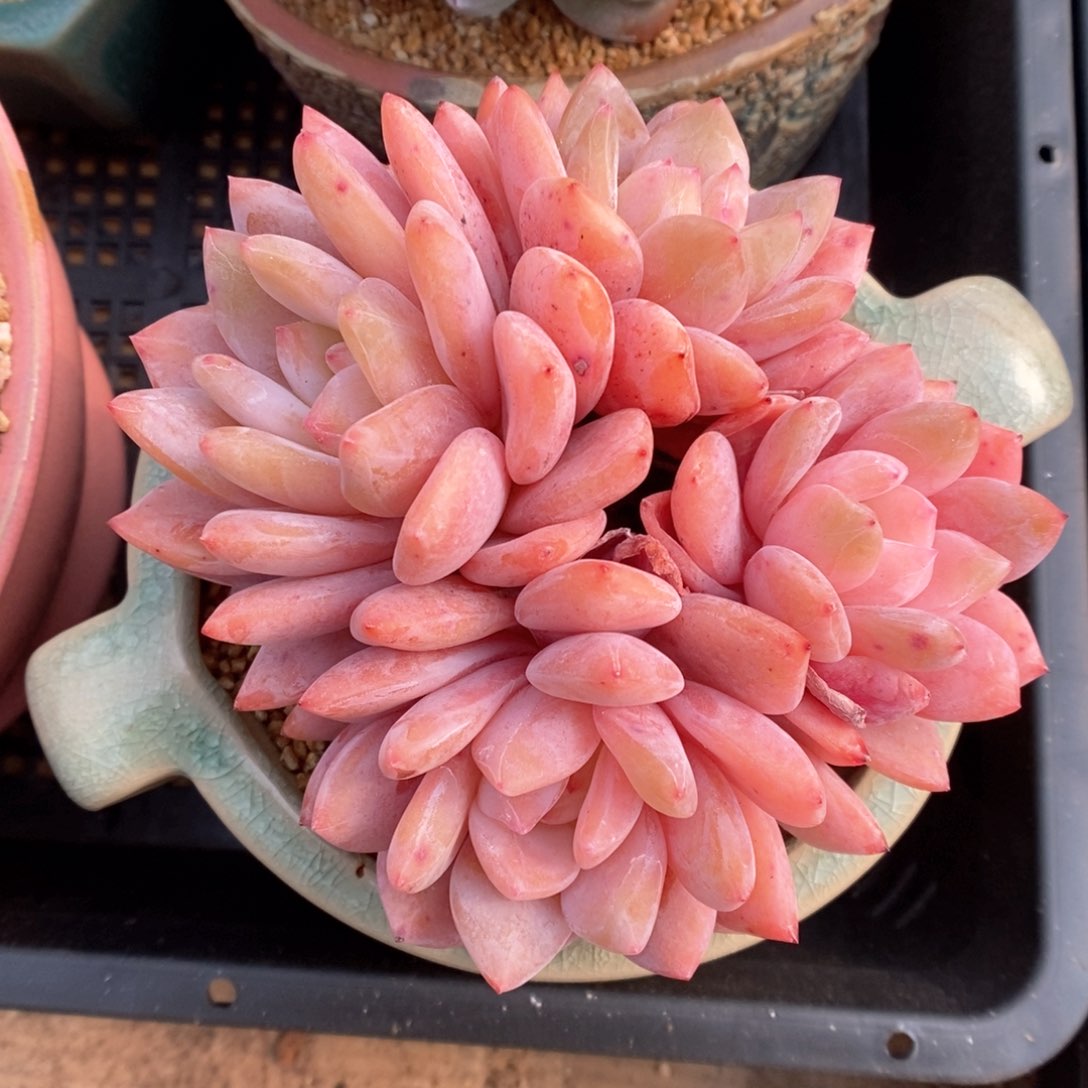 橙梦露群生可拍524号。