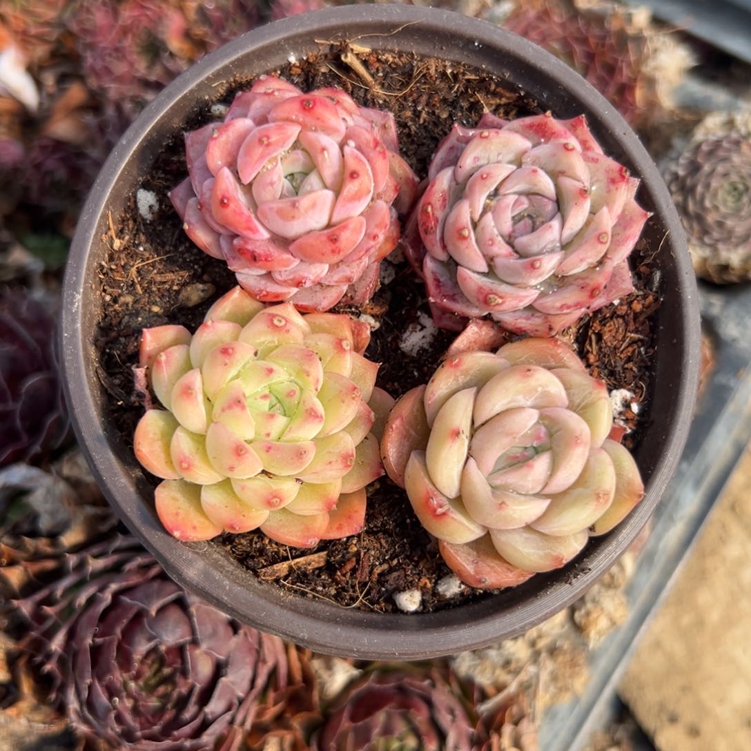 多肉植物四颗单头